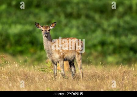 Faon de cerf rouge, Cervus elaphus, debout en pleine campagne. Bradgate Park, Leicestershire, Angleterre. Banque D'Images