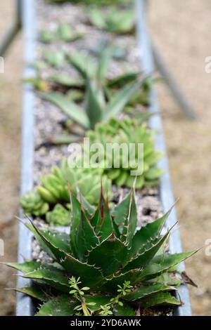 Affichage d'agave, agave dans des conteneurs, affichage d'usine, agaves, succulent, succulentes, pots inhabituels, pot inhabituel, agave dans le chargeur, jardinage de conteneur, jardin, RM Flo Banque D'Images