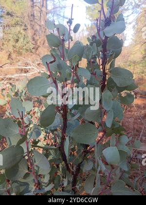 Baies et manzanitas (Arctostaphylos) Banque D'Images