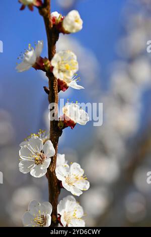 Bel arbre blanc fleuri avec ciel bleu au printemps. Nature et fond de printemps avec des fleurs. (Prunus mume) Banque D'Images