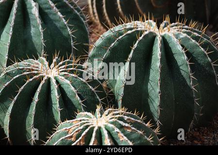 Le cactus bleu de fût de Ferocactus glaucescens pousse dans le jardin botanique Banque D'Images