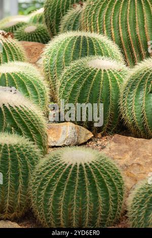 Beaucoup de cactus en tonneau doré est également connu sous le nom de boule d'or ou coussin de belle-mère Echinocactus grusonii anagoria en botanique Banque D'Images