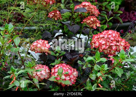 Hydrangea macrophylla Miss Saori, baignoire galvanisée, jardinage de récipient, hortensia en pot, jardin, jardins, affichage de fleurs, fleurs blanches crémeuses picotee rose e Banque D'Images