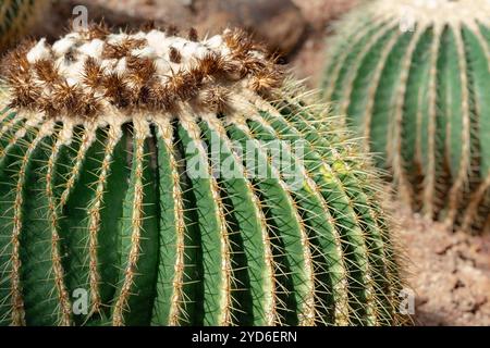 Le cactus en tonneau doré est également connu sous le nom de boule dorée ou coussin de belle-mère Echinocactus grusonii anagoria dans le jardin botanique Banque D'Images