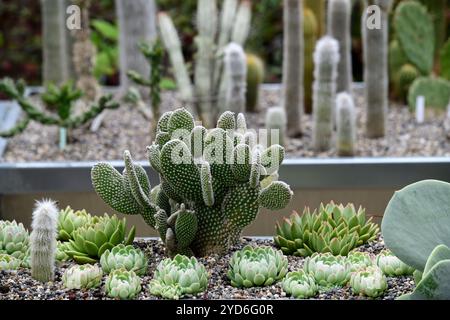 opuntia microdasys, cactus d'oreille de lapin, cactus, succulente, succulente, cactus de maison, RM Floral Banque D'Images