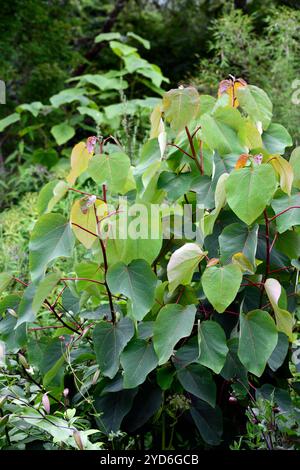 Populus glauca,arbre,feuilles,feuillage,pollard,pollon,coppice,copiqué,arbre,arbres,arbuste,arbustes,adapté à la pollinisation,jeunes feuilles rouges-vin arrondies,RM Banque D'Images