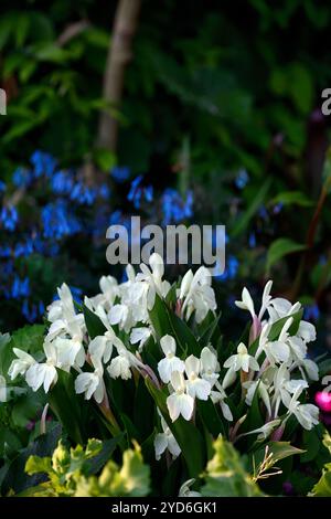 Roscoea Kew Beauty, fleurs blanches, fleurs apparentes à l'orchidée, floraison, RM Floral Banque D'Images