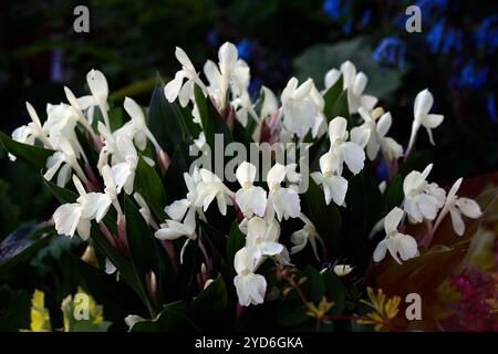 Roscoea Kew Beauty, fleurs blanches, fleurs apparentes à l'orchidée, floraison, RM Floral Banque D'Images