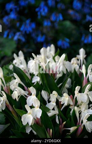 Roscoea Kew Beauty, fleurs blanches, fleurs apparentes à l'orchidée, floraison, RM Floral Banque D'Images