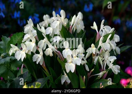 Roscoea Kew Beauty, fleurs blanches, fleurs apparentes à l'orchidée, floraison, RM Floral Banque D'Images