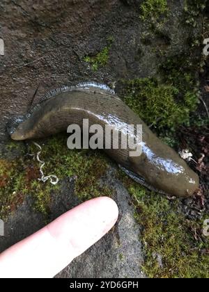 Button's Banana Slug (Ariolimax buttoni) Banque D'Images