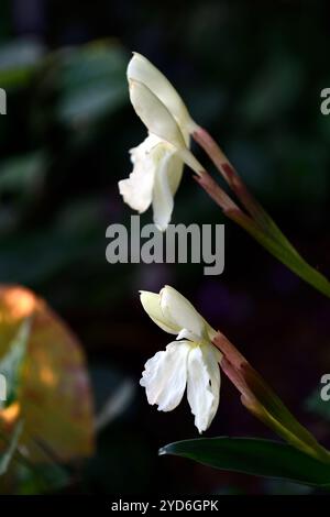 Roscoea Kew Beauty, fleurs blanches, fleurs apparentes à l'orchidée, floraison, RM Floral Banque D'Images