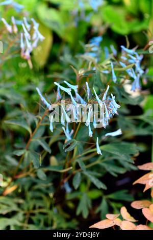 corydalis flexuosa bleu de chine, fleurs bleues fumées, fleurs bleues, floraison printanière, feuilles, feuillage, bois, ombre, ombre, ombre, jardin, jardins, garde boisée Banque D'Images