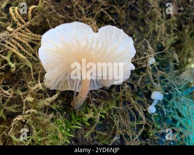 Parachutes de fées (Marasmiellus candidus) Banque D'Images