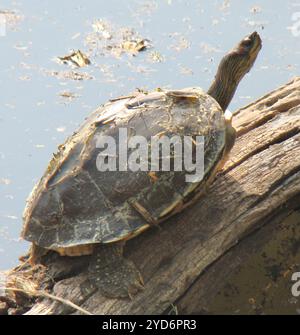 Tortue indienne à toit (Pangshura tecta) Banque D'Images