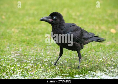 Image portrait d'un jeune corbeau chou de corbeau isolé reste dans une flaque d'eau claire éclaboussures sur les ailes Banque D'Images