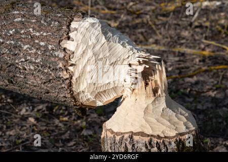 Un castor avide a travaillé toute la nuit pour abattre ce morceau d'arbre et en abattre en gros plan Banque D'Images