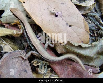 Forêt (scinque tacheté Sphenomorphus maculatus) Banque D'Images