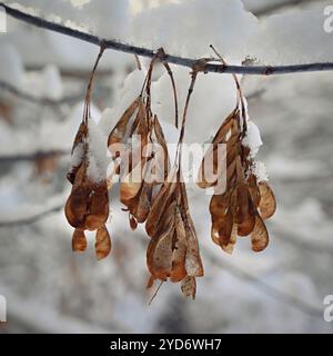 Hiver nature fond coloré.Branche enneigée sur un arbre. Banque D'Images