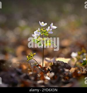 Fond de printemps. Belles petites fleurs blanches dans la nature. Banque D'Images