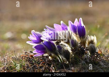 Belle petite fleur violette au printemps. Beau fond de nature pour le printemps sur la prairie. Fleur Pasqueflower (Pulsati Banque D'Images