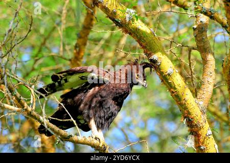 Aigle à crête longue - Lophaetus occipitalis dans le parc national Queen Elizabeth - Ouganda Banque D'Images