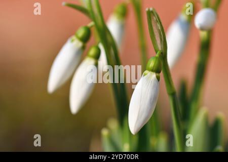 Fleurs de Printemps - perce-neige. Dans l'herbe en fleurs magnifiques au coucher du soleil. - Amaryllidaceae Galanthus nivalis Banque D'Images