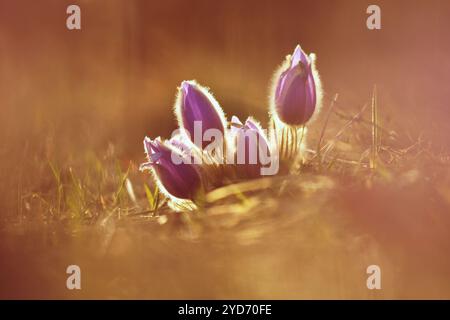 Printemps et fleur de printemps. Belle petite fourrure mauve pasque-fleur. (Pulsatilla grandis) floraison sur la prairie printanière au coucher du soleil Banque D'Images