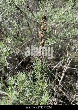 Brosse de Californie (Artemisia californica) Banque D'Images