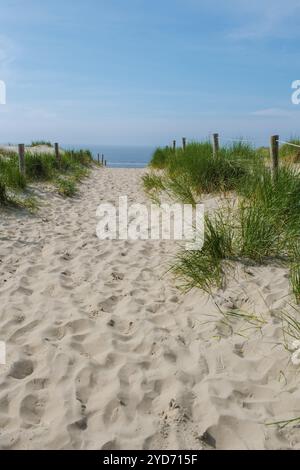 Chemin sinueux à travers une herbe verte luxuriante, menant aux sables dorés de la plage de Texel sous un ciel bleu clair Banque D'Images