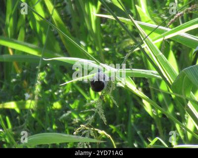 Mannikin de bronze austral (Spermestes cucullata scutata) Banque D'Images