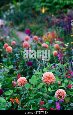 dahlia sylvia, boule dahlia, boule dahlias, fleurs orange, fleur orange dahlia, bordure mixte, lit mixte, schéma de plantation mixte, RM Floral Banque D'Images