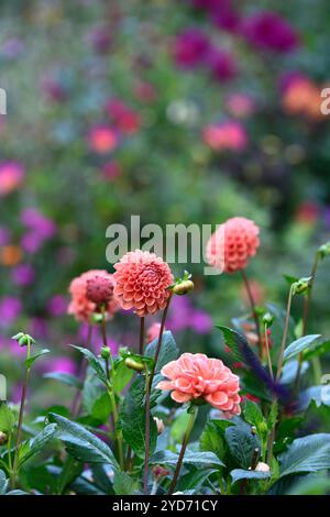 dahlia sylvia, boule dahlia, boule dahlias, fleurs orange, fleur orange dahlia, bordure mixte, lit mixte, schéma de plantation mixte, RM Floral Banque D'Images