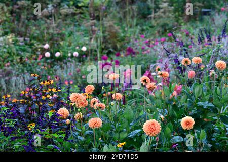 dahlia sylvia, boule dahlia, boule dahlias, fleurs orange, fleur orange dahlia, bordure mixte, lit mixte, schéma de plantation mixte, RM Floral Banque D'Images