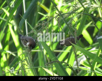 Mannikin de bronze austral (Spermestes cucullata scutata) Banque D'Images