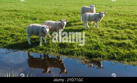 Trois moutons moelleux avec de la laine blanche bouclée se tiennent paisiblement dans un champ verdoyant herbeux à côté d'un étang serein à Texel, ne Banque D'Images