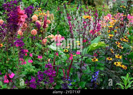 Dahlia Cornel Brons, Dahlia Burlesca, Heliposis Bleeding Hearts, Lychnis Hill Grounds, Kniphofia, Gladiolus Sugar Plum, Lobelia speciosa hadspen Purple, salv Banque D'Images