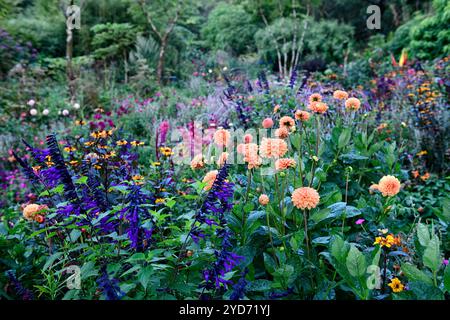 Dahlia Cornel Brons, Dahlia Burlesca, Heliposis Bleeding Hearts, Lychnis Hill Grounds, Kniphofia, Gladiolus Sugar Plum, Lobelia speciosa hadspen Purple, salv Banque D'Images