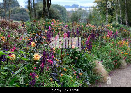 Dahlia Cornel Brons, Dahlia Burlesca, Heliposis Bleeding Hearts, Lychnis Hill Grounds, Kniphofia, Gladiolus Sugar Plum, Lobelia speciosa hadspen Purple, salv Banque D'Images