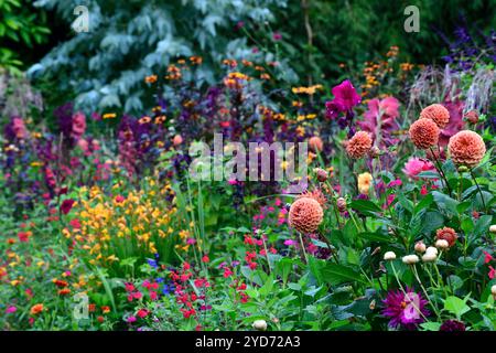 Dahlia Cornel Brons, Dahlia Burlesca, Heliposis Bleeding Hearts, Lychnis Hill Grounds, Kniphofia, Gladiolus Sugar Plum, Lobelia speciosa hadspen Purple, salv Banque D'Images