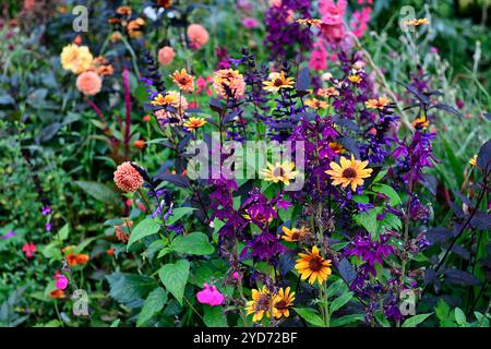 Dahlia Cornel Brons, Dahlia Burlesca, Heliposis Bleeding Hearts, Lychnis Hill Grounds, Kniphofia, Gladiolus Sugar Plum, Lobelia speciosa hadspen Purple, salv Banque D'Images