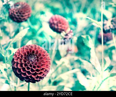 Dahlia fleurit dans le jardin. Mise au point sélective sur le plus proche. Photo bleue rétro. Banque D'Images