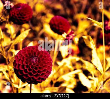 Dahlia fleurit dans le jardin. Mise au point sélective sur le plus proche. Photo aux tons rétro. Banque D'Images