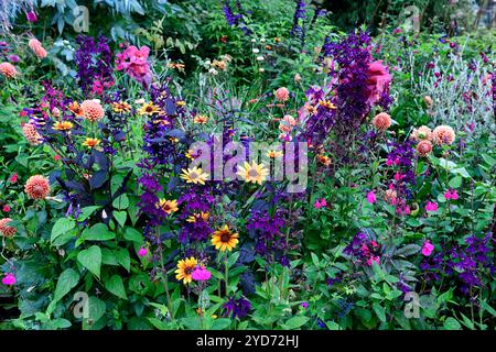 Dahlia Cornel Brons, Dahlia Burlesca, Heliposis Bleeding Hearts, Lychnis Hill Grounds, Kniphofia, Gladiolus Sugar Plum, Lobelia speciosa hadspen Purple, salv Banque D'Images