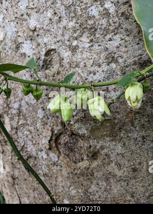 Passiflore twoflower (Passiflora biflora) Banque D'Images