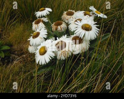 Grande Marguerite des montagnes (Celmisia semicordata) Banque D'Images