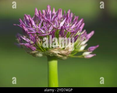 Macro photo d'oignon pourpre fleurissant. Banque D'Images