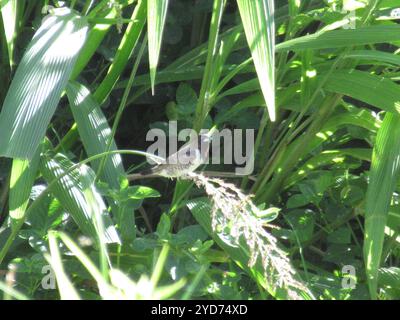 Mannikin de bronze austral (Spermestes cucullata scutata) Banque D'Images