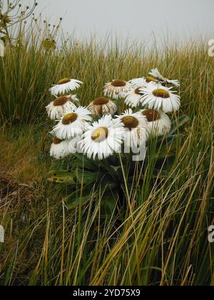 Grande Marguerite des montagnes (Celmisia semicordata) Banque D'Images