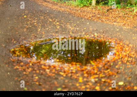 Une flaque d'eau sur un chemin forestier dans lequel les cimes des arbres sont réfléchies Banque D'Images